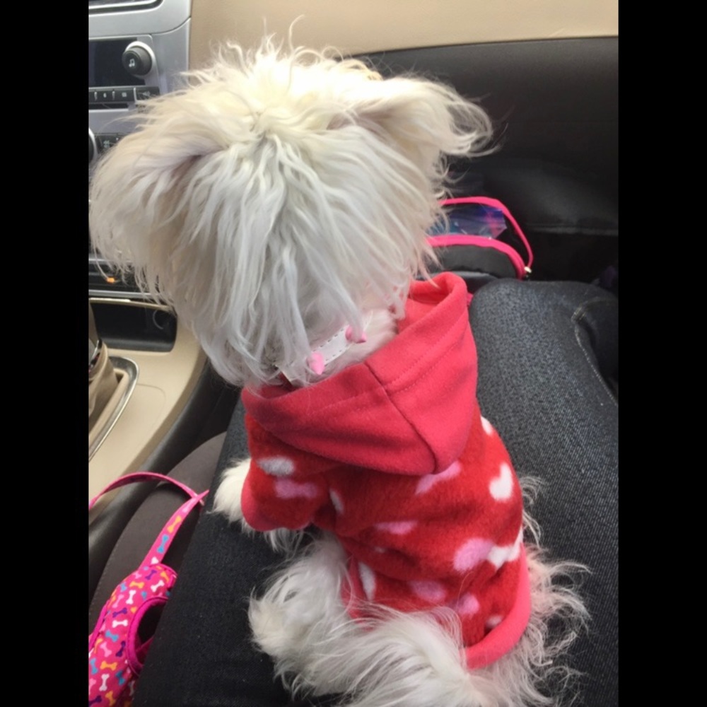 🐶Sweater for pet dog/cat🐶